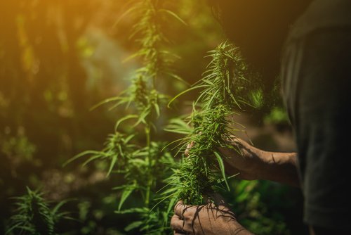 Hand of farmer Checking marijuana be happy.